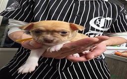 Chihuahua dogs for sale: Chihuahua pedigree pups. Not KC. - Image 26