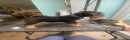 Welsh Terrier dogs for sale: KC registered, Stunning Welsh Terrier Pups in Barnoldswick - Advert 9