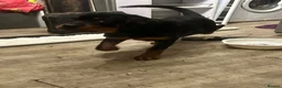 Rottweiler dogs for sale: (1 BOY) left READY TOGO Chunky Rottweilerfor sale - Advert 6