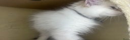 Siberian cats for sale: Hypoallergenic Female Siberian Blue eyes Neva - Advert 32