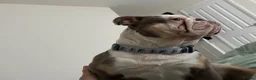 English Bulldog dogs for sale: English Bulldog 4yrs  in Bristol - Advert 4