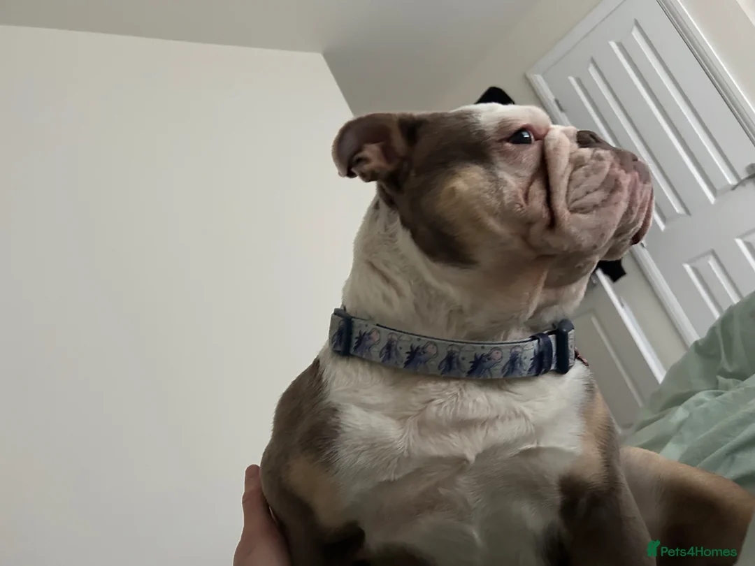 English Bulldog dogs for sale: English Bulldog 4yrs  in Bristol - Advert 4