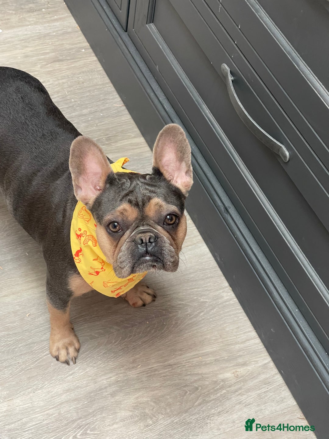French Bulldog dogs for sale: Kallie  - Advert 15