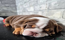 English Bulldog dogs for sale: Exceptional English Bulldog Puppies - Image 31