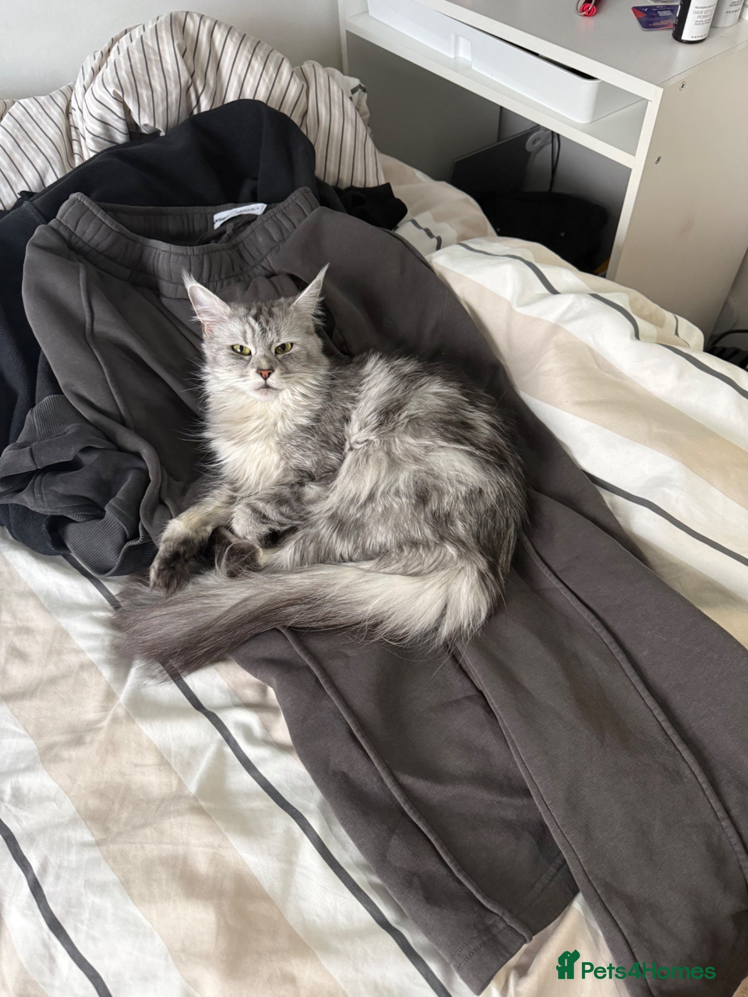 Maine Coon cats Stunning Silver Tabby Maine Coon Females - Advert 1