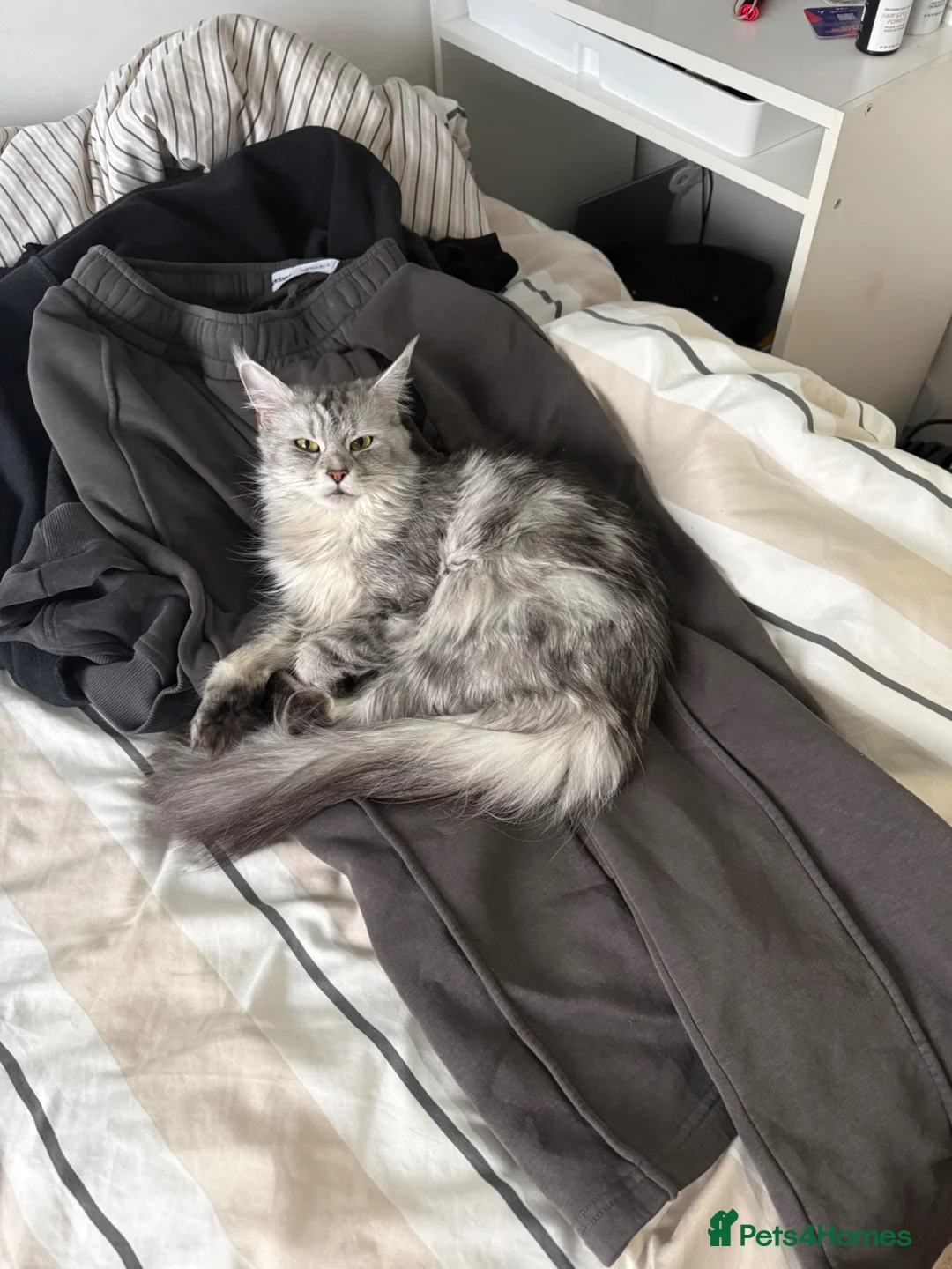 Maine Coon cats for sale: Stunning Silver Tabby Maine Coon Females - Advert 1