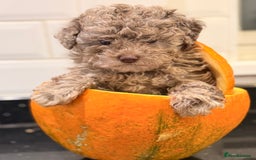 Toy Poodle dogs for sale: Tiny Asian/tiny Toy poodles🧸🤎 - Advert 4