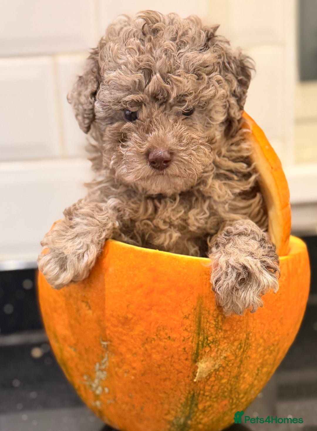 Toy Poodle dogs for sale: Tiny Asian/tiny Toy poodles🧸🤎 - Advert 4