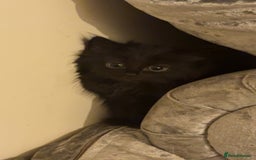 Domestic Shorthair cats for sale: Kittens for sale - Image 8
