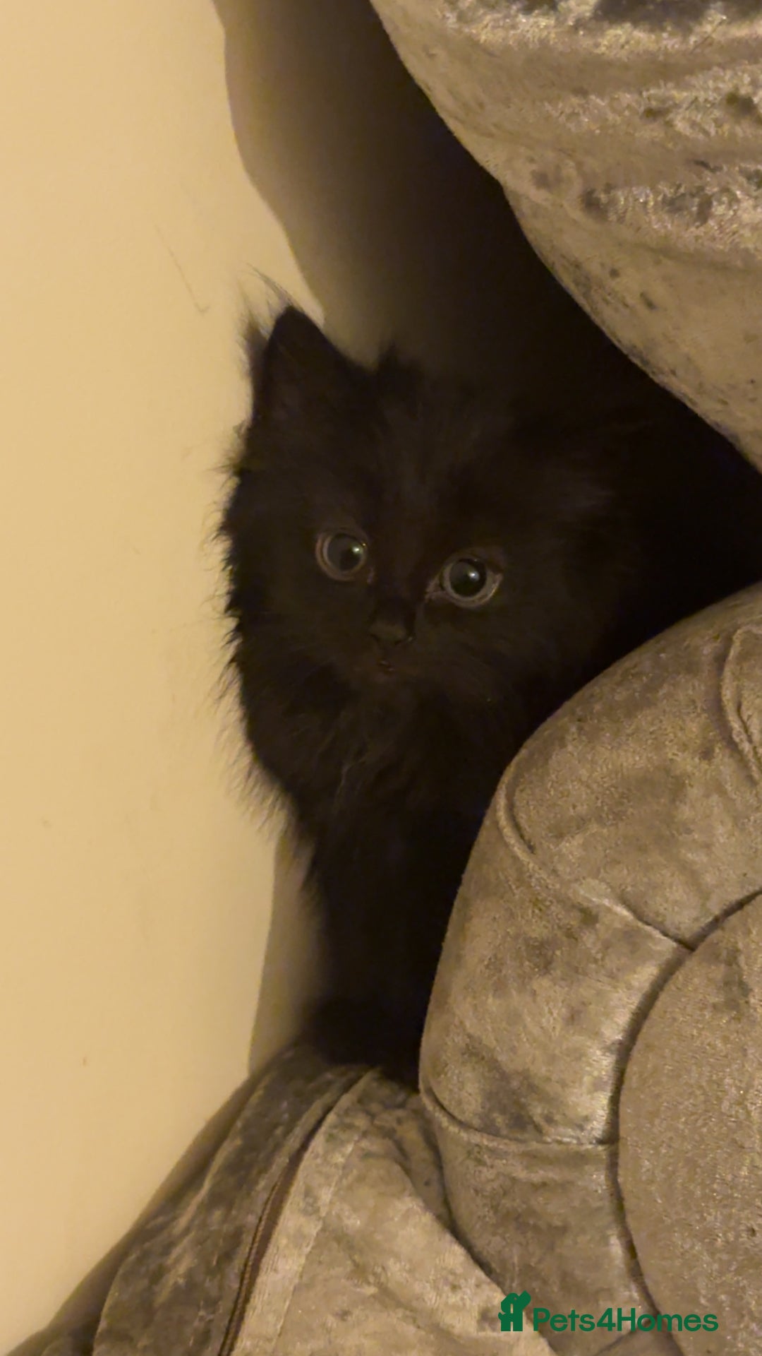 Domestic Shorthair cats for sale: Kittens for sale - Image 8