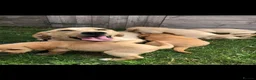 Labrador Retriever dogs for sale: Labrador puppies ready to leave! - Advert 4