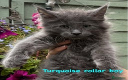 Maine Coon cats for sale: Beautiful Maine coon kittens for sale - Image 6