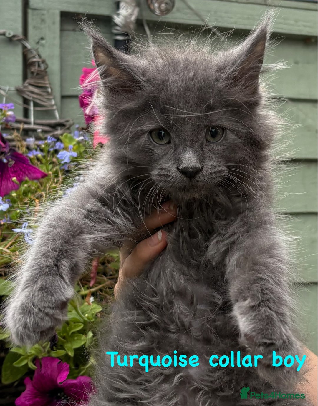 Maine Coon cats for sale: Beautiful Maine coon kittens for sale - Image 6