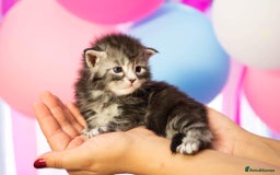 Maine Coon cats for stud: Stud Gccf duel Tica active blue smoke  in Grantham - Image 21