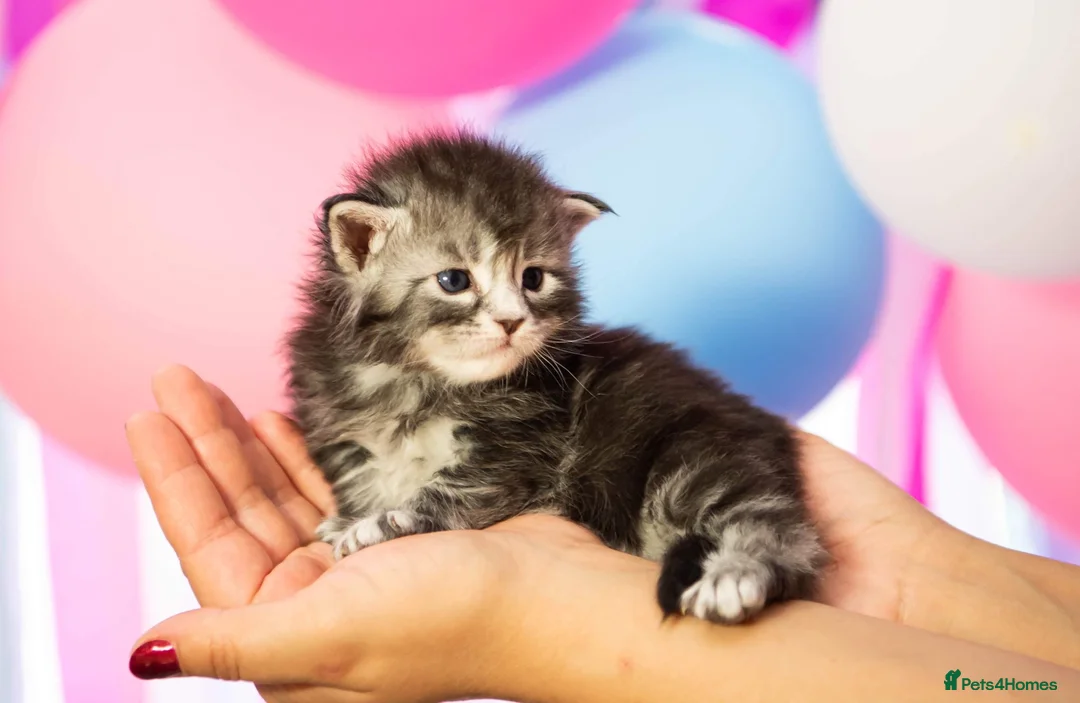 Maine Coon cats for stud: Stud Gccf duel Tica active blue smoke  in Grantham - Advert 21