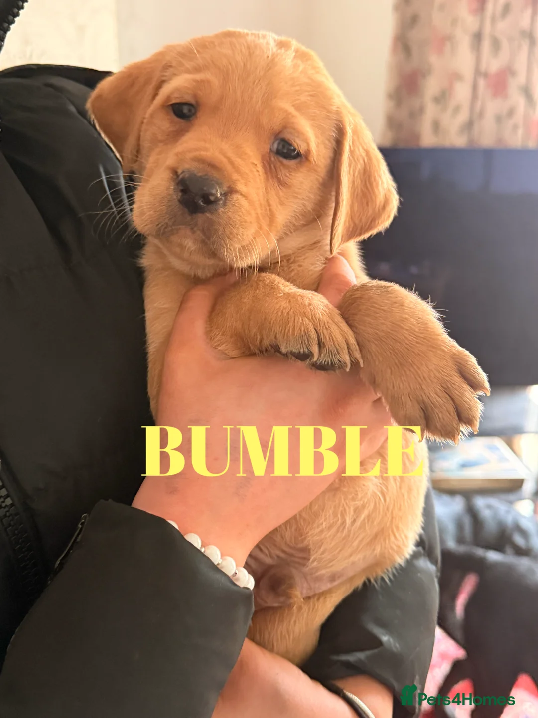 Labrador Retriever dogs for sale: Working Labrador Puppies Black & Fox Red Ready Now - Advert 5