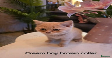 British Shorthair cats Last Cream boy looking forever home 🥰🐱🏡 - Advert 2