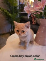British Shorthair cats Last Cream boy looking forever home 🥰🐱🏡 - Advert 3