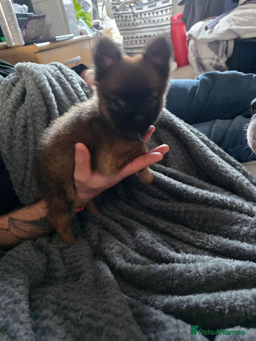 Pomchi dogs for sale: 10 week old male pomchi - Advert 2