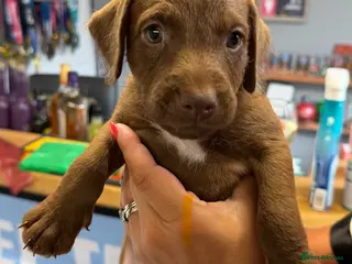 Patterdale Terrier dogs Patterdale terriers for sale - Advert 1