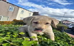 Labrador Retriever dogs for sale: Labrador retrievers  - Image 9