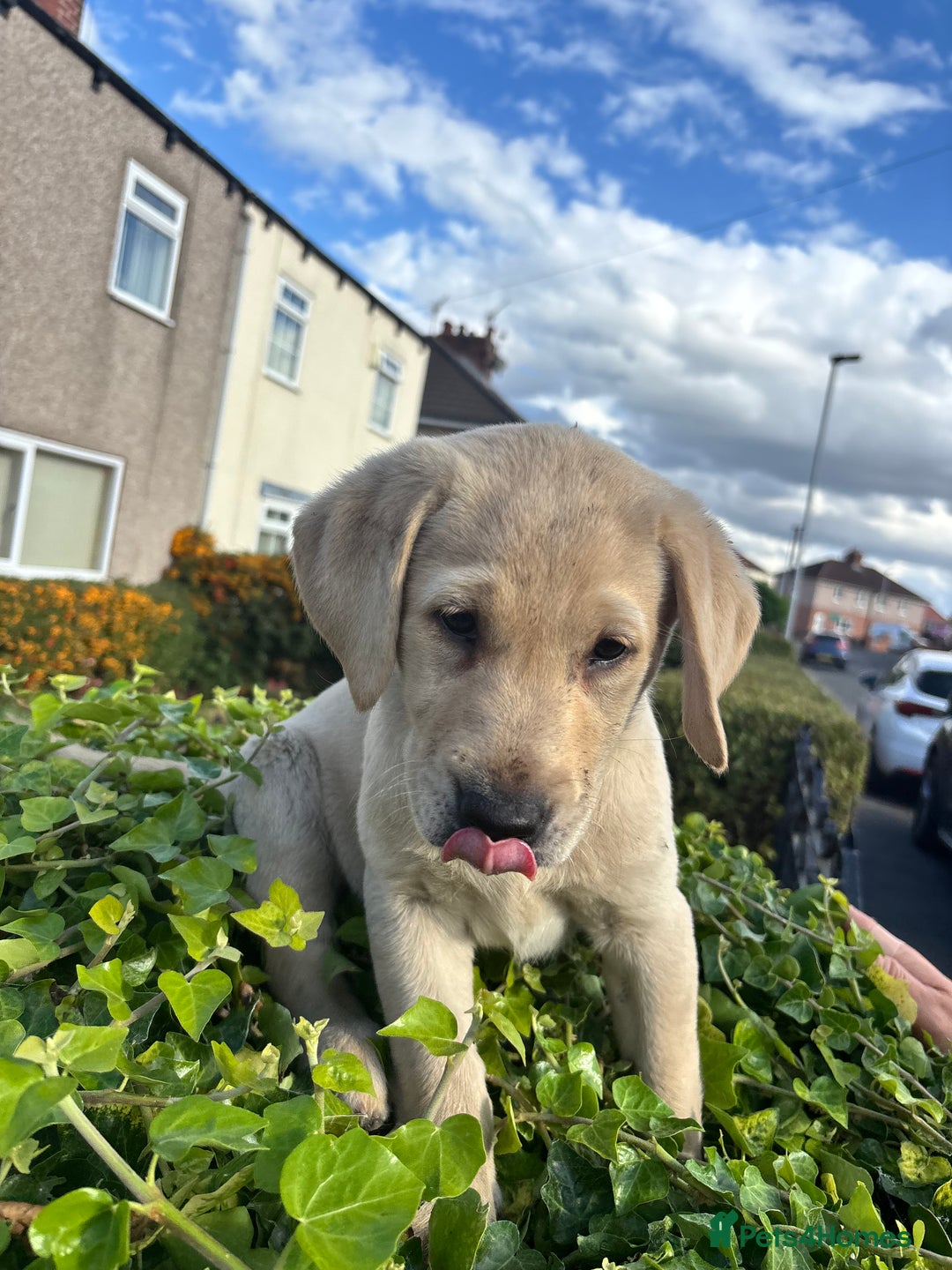 Labrador Retriever dogs for sale: Labrador retrievers  - Image 9