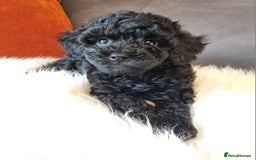 Cockapoo dogs for sale: Adorable best friend pups, sold fully vaccinated - Image 18