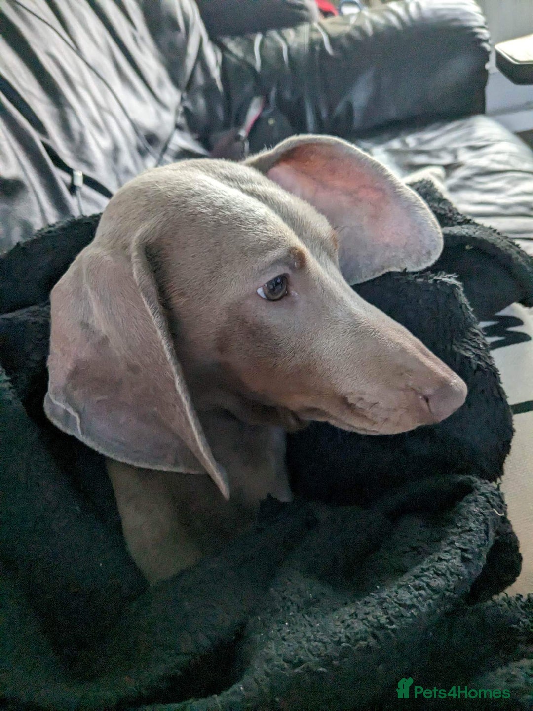 Dachshund dogs for sale: Slinky - Image 5