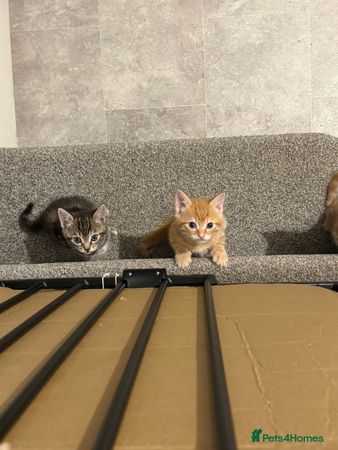 British Shorthair cats for sale: Gorgeous kittens  - Advert 36