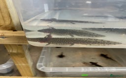 Axolotl reptiles for sale: Axolotl For Sale - Image 3