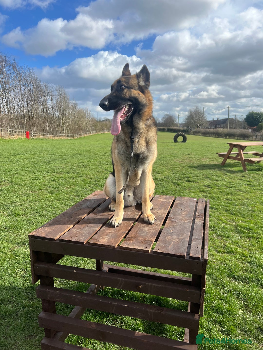 German Shepherd dogs for sale: 3 year old German shepherd pure breed  - Advert 9