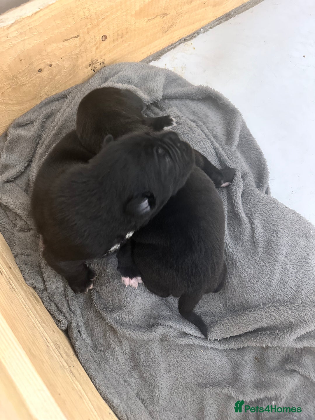 Cane Corso dogs for sale: 2 girl cane corso pups - Advert 2
