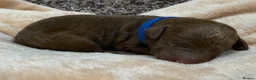Double Doodle dogs for sale: Sunning littler of Doubledoodle puppies in Grimsby - Advert 36