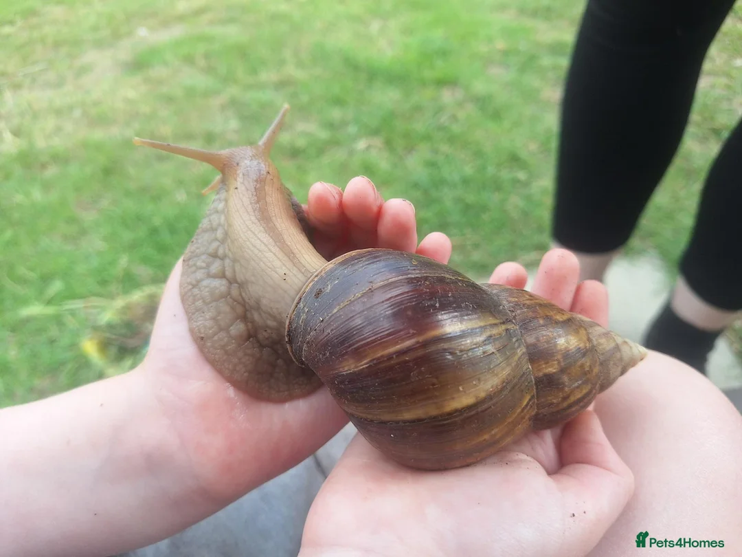 Snails invertebrates for sale: 4 giant african land snails - Advert 1