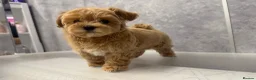 Maltipoo dogs for sale: Unique Asian Maltipoo puppies.DNA tested parents. - Advert 10