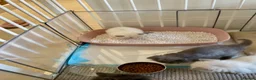 Ragdoll cats for sale: Unique Ragdoll Kittens - health tested parents - Advert 16