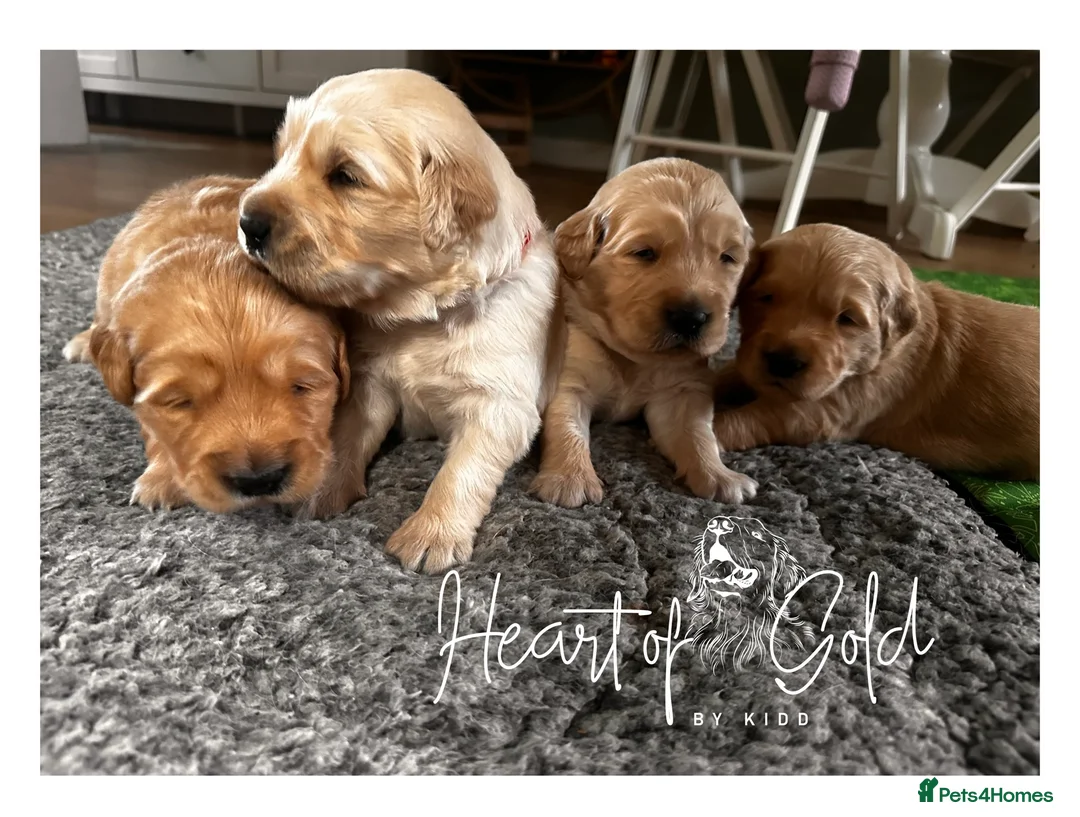 Golden Retriever dogs for sale: KC chunky boys ❤️ Golden Retriever  - Advert 1