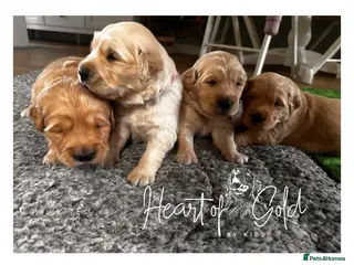 Golden Retriever dogs KC chunky boys ❤️ Golden Retriever - Advert 4