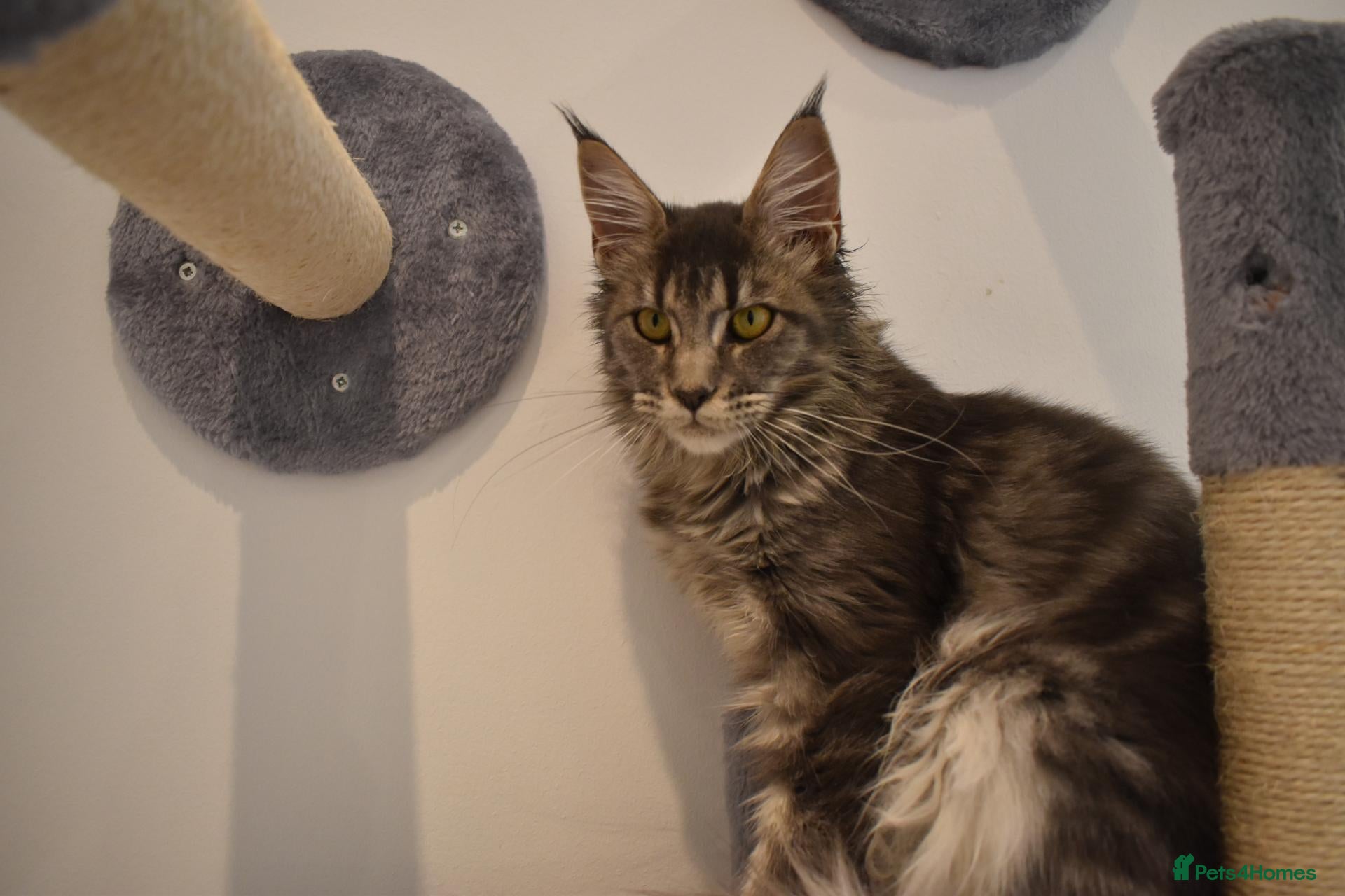 Maine Coon cats READY FOR COLLECTION  TICA registered kittens - Advert 7