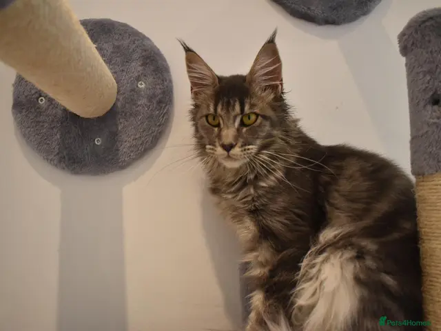 Maine Coon cats READY FOR COLLECTION TICA registered kittens - Advert 7