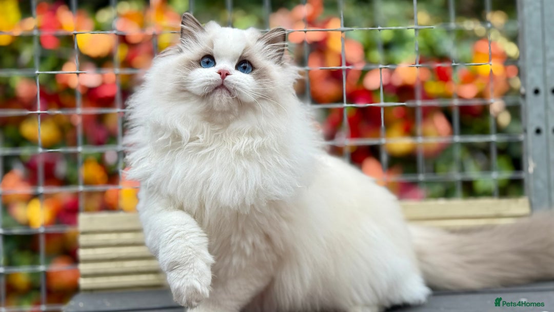 Ragdoll cats for sale: ACTIVE BOY or neutered pet  - Advert 3