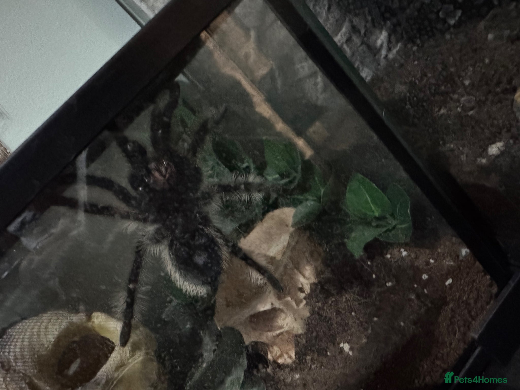 Tarantulas invertebrates for sale: Honduran Curly Hair Tarantula in Derby - Advert 2
