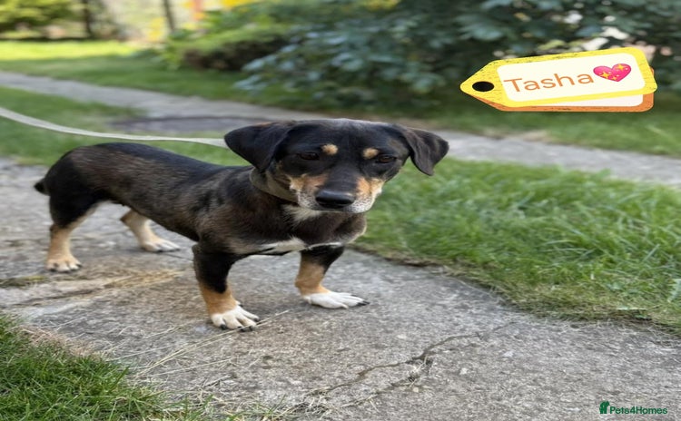 Mixed Breed dogs - Advert 2