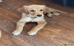 Golden Retriever dogs for sale: KC Registered Golden Retriever Puppies - Image 8