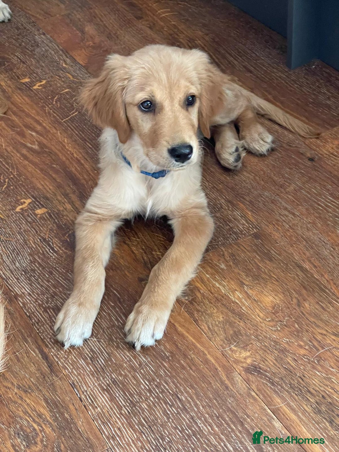 Golden Retriever dogs for sale: KC Registered Golden Retriever Puppies - Image 8