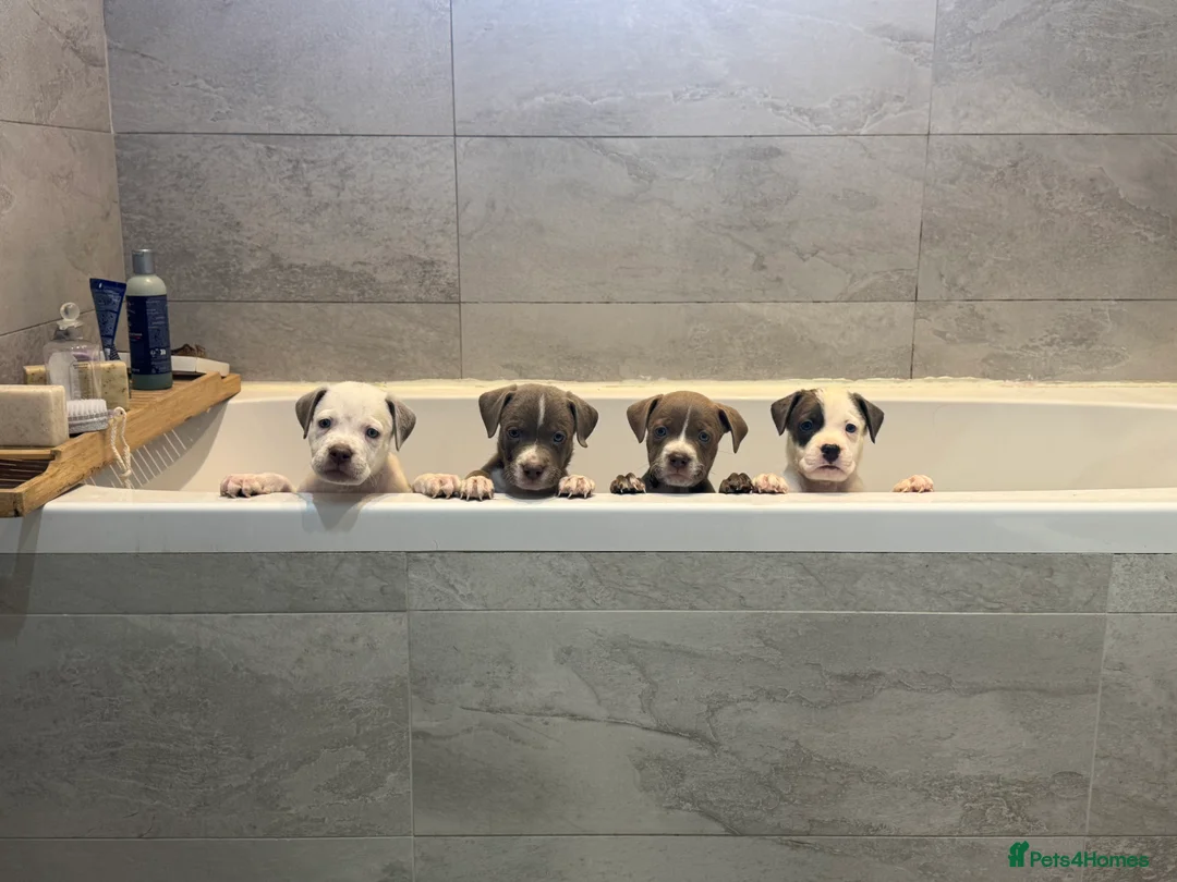 American Bull Staffy dogs for sale: Beautiful Home-Reared Puppies! - Advert 2