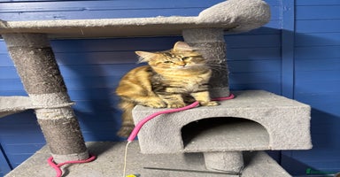 Maine Coon cats - Advert 10