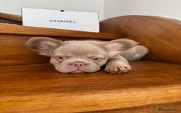 French Bulldog dogs for sale: Quality French bulldog puppies  - Image 5