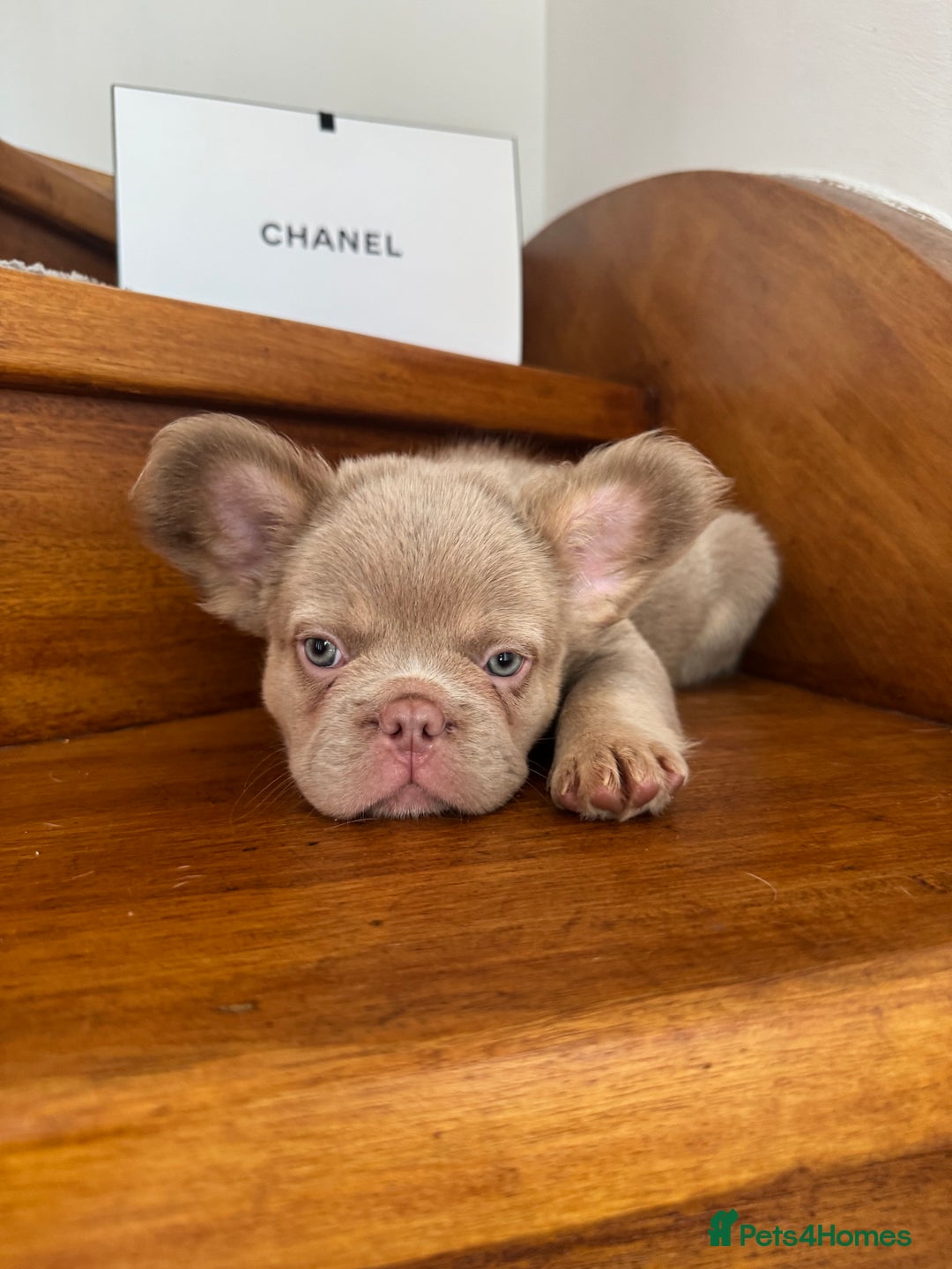 French Bulldog dogs for sale: Quality French bulldog puppies  - Image 5