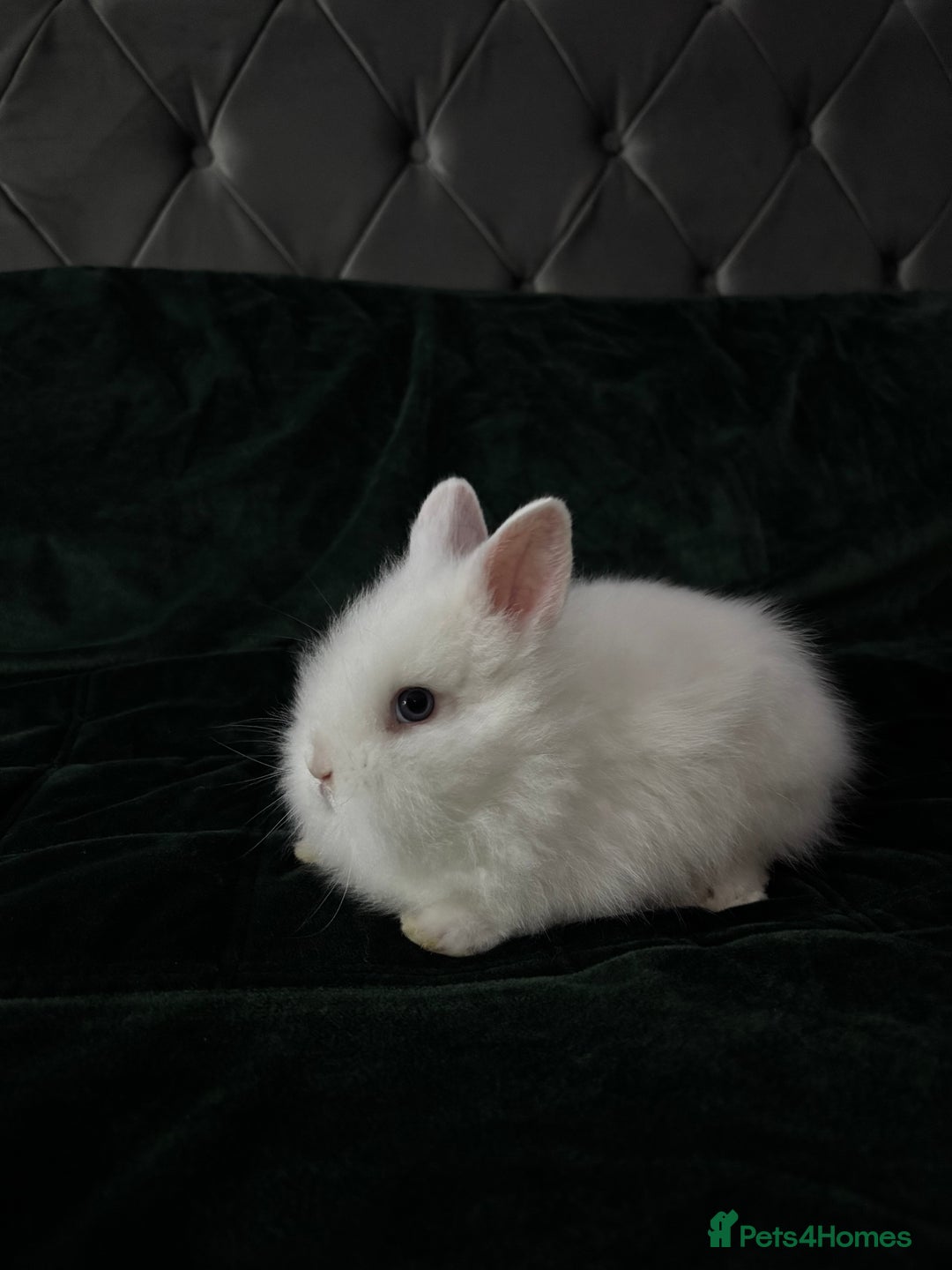 Lionhead rabbits for sale: Beautiful lion-head bunnies 🐰  - Advert 16